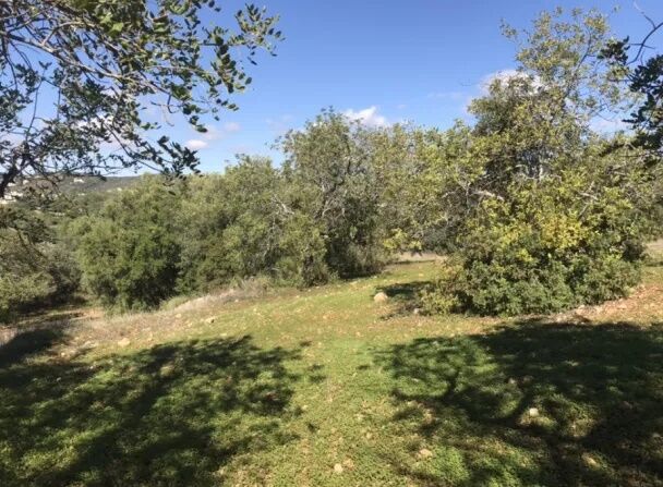 Terreno em zona habitacional Estói Santa Bárbara de Nexe Faro - árvores de fruto