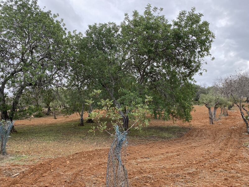 Plot Rustic with 1620sqm Boliqueime Loulé - electricity, water, olive trees, water hole