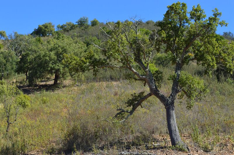 Land Rustic with 21139sqm Alte Loulé - cork oaks