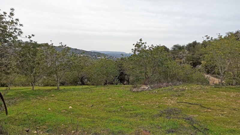Terreno Rústico plano Loulé São Sebastião - oliveiras, bons acessos, excelente acesso