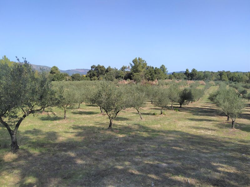 Terreno Rústico com 112033m2 Castelo Novo Fundão - água, electricidade, oliveiras, árvores de fruto