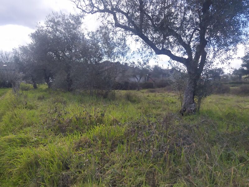 Farm Telhado Fundão - irrigated land, well, water, electricity, mains water, cork oaks