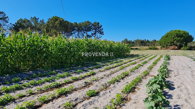 Terreno Rústico com 18750m2 Azia De Cima Rogil Aljezur - electricidade, água, árvores de fruto, furo