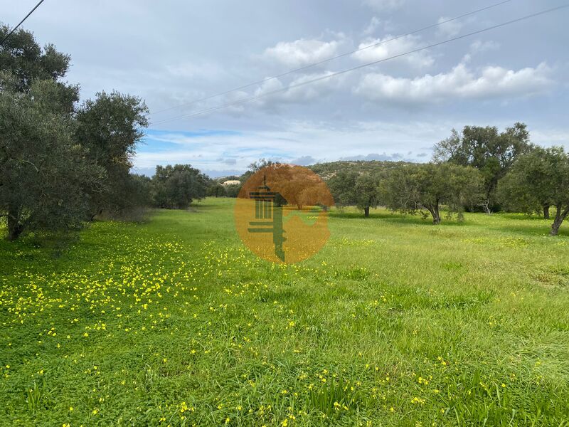 земля загородный равнинный Peral São Brás de Alportel - электричество, оливковые деревья, вода