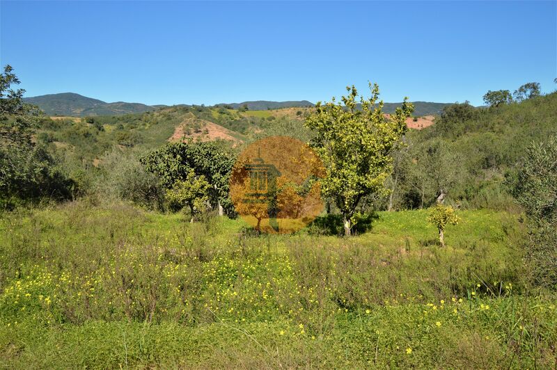 Terreno Agrícola com 27300m2 Santa Catarina da Fonte do Bispo Tavira - árvores de fruto, oliveiras, poço, bons acessos, água, electricidade, laranjeiras