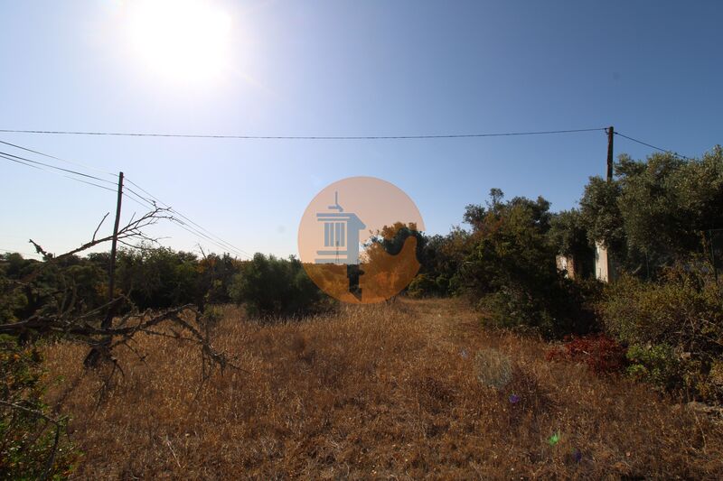 земля равнинный Faro - оливковые деревья, полеводство