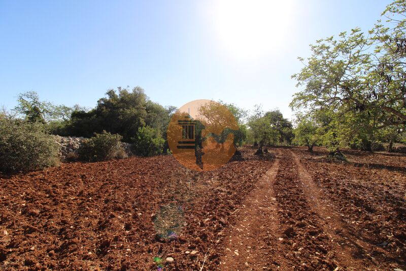 Land Agricultural with 5600sqm Peral Faro - water, arable crop, electricity, olive trees