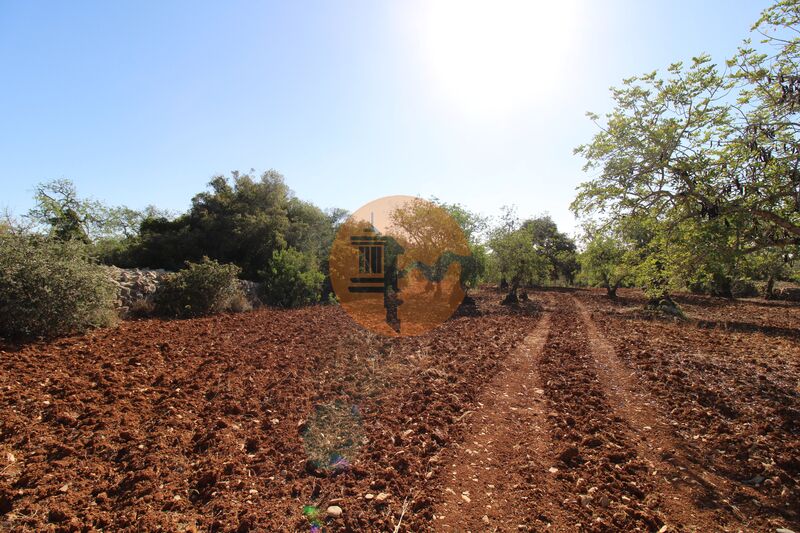 Terreno Agrícola com 5600m2 Peral Faro - água, cultura arvense, electricidade, oliveiras