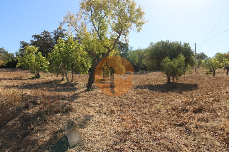 Land Agricultural with 3620sqm Desbarato São Brás de Alportel - electricity, water, well