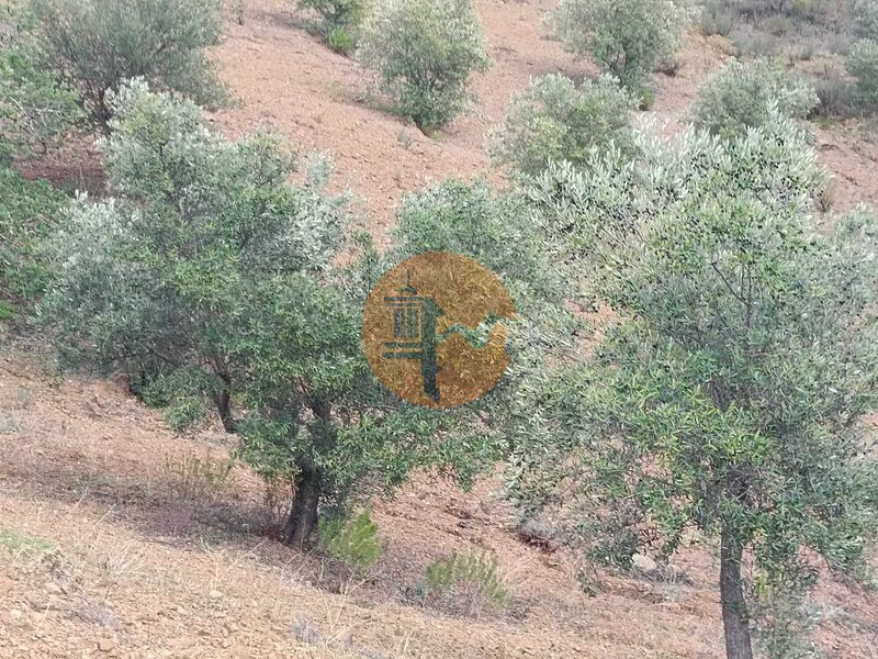 Land nuevo with 5640sqm Alcarias Grandes Azinhal Castro Marim - easy access, olive trees