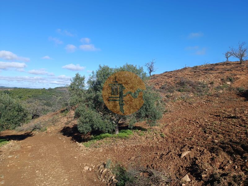 Terreno Agrícola com 31200m2 Fernão Gil Odeleite Castro Marim - oliveiras, electricidade, água, bons acessos