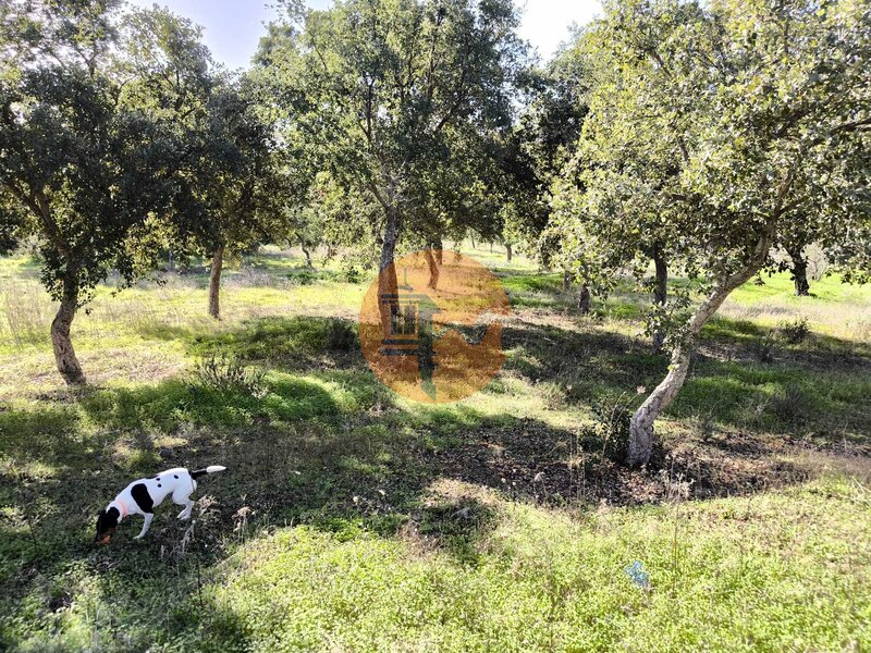 Terreno Rústico plano Vale do Pereiro Odeleite Castro Marim - alcornoques