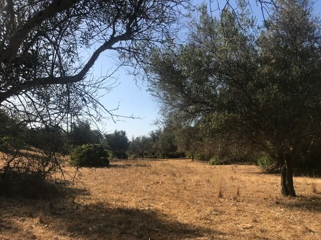 Terreno Rústico plano Canais Silves - excelente vista, oliveiras, electricidade