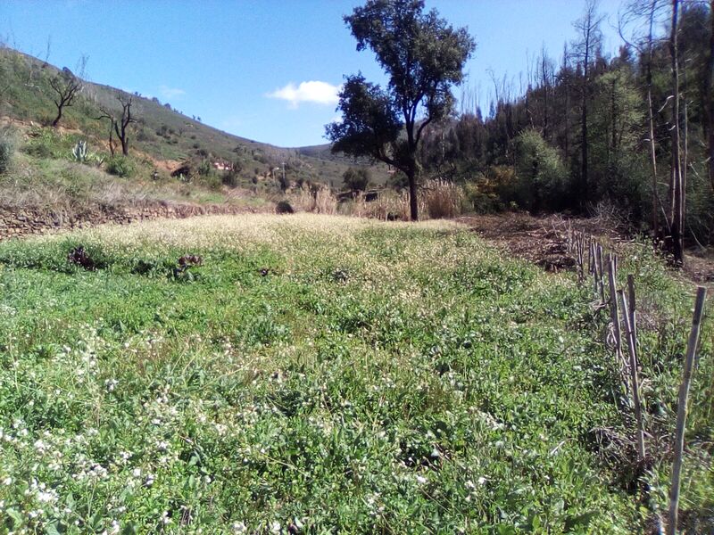 Terreno Rústico com 1520m2 Monchique - electricidade