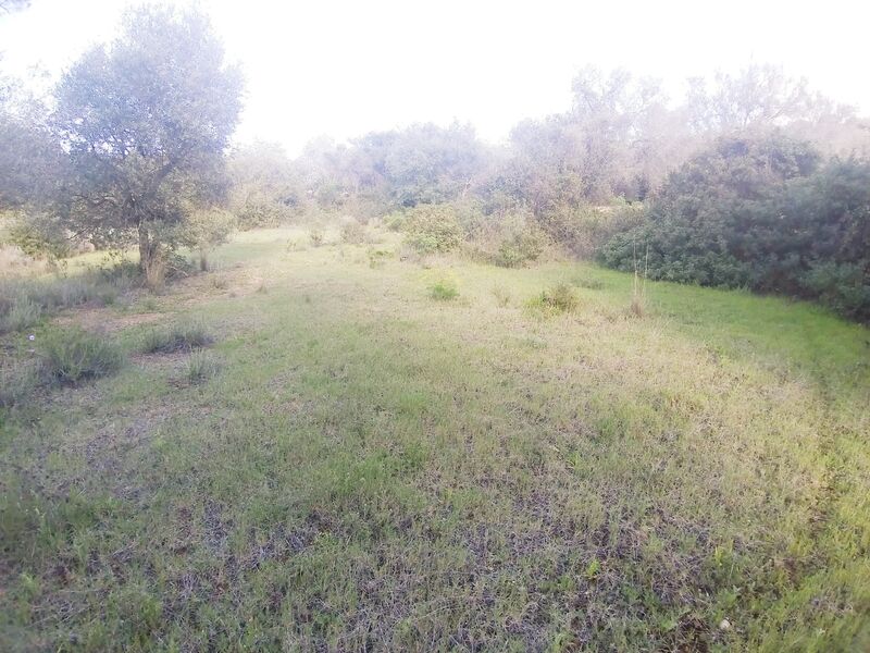 Land with 9000sqm Tenoca Boliqueime Loulé - good access