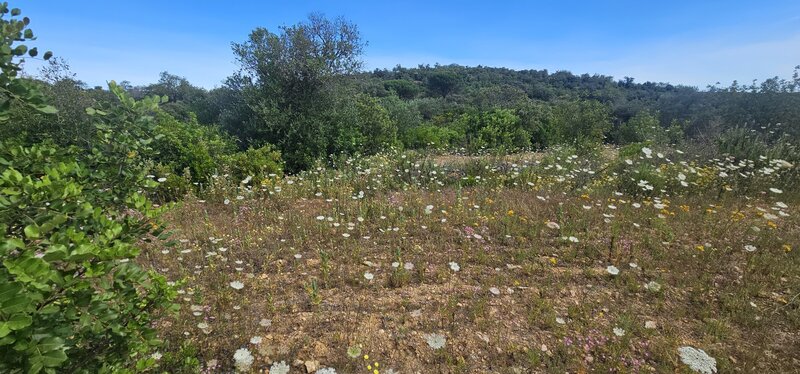 Land Rustic with 7598sqm Tenoca Boliqueime Loulé - arable crop