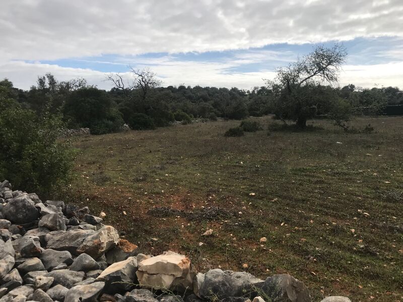 Terreno Rústico com 4465m2 Campina de Boliqueime Loulé - electricidade