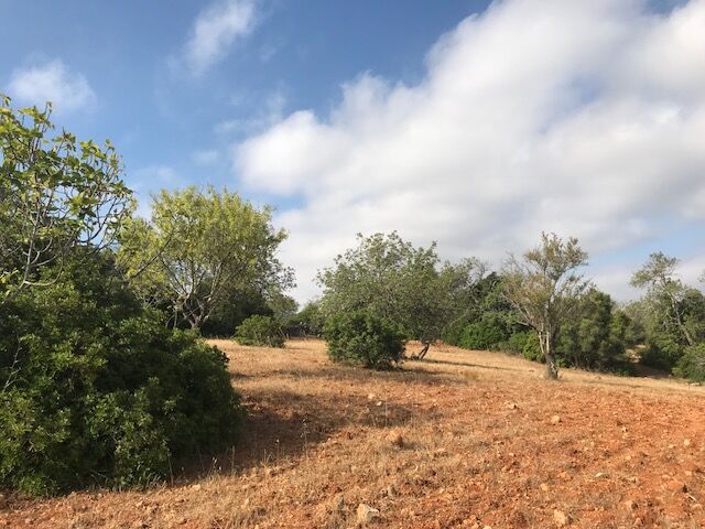 Land with 6280sqm Ferreiras Albufeira