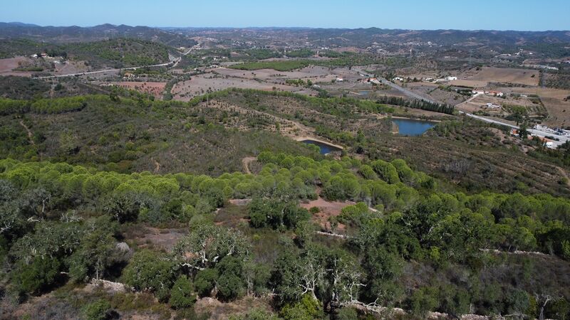 Terreno Urbano com 558760m2 São Bartolomeu de Messines Silves - árvores de fruto, água