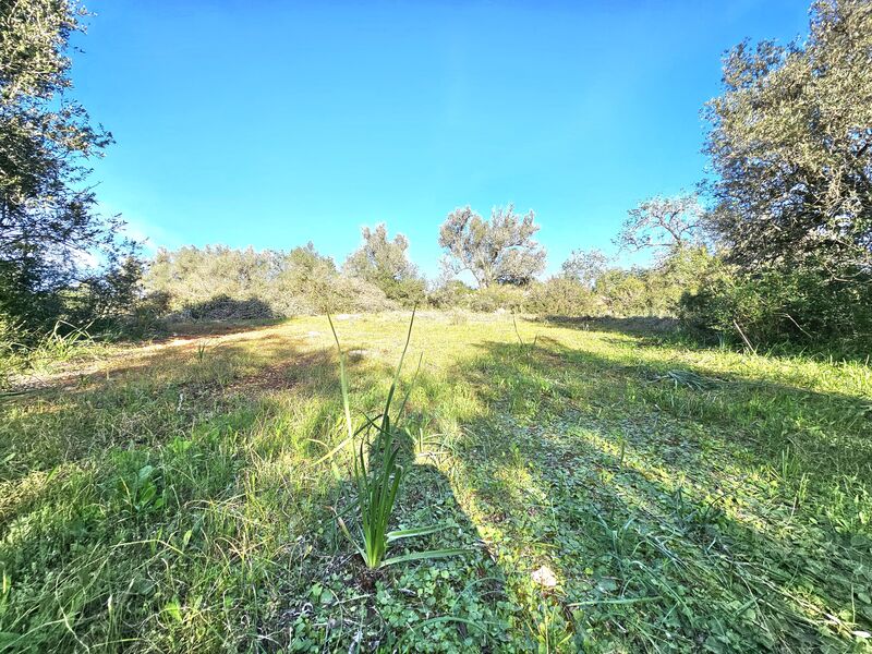 Terreno com 9000m2 Silves - electricidade