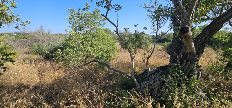 Land with 1480sqm Carvoeiro São Bartolomeu de Messines Silves - water hole, arable crop, electricity