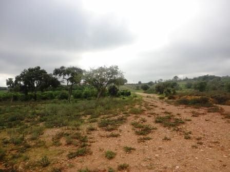 Land Rustic with 14800sqm Silves - cork oaks