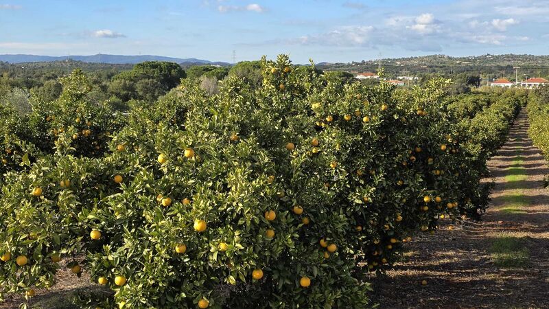 Land Agricultural with 12160sqm Alcantarilha Silves - easy access