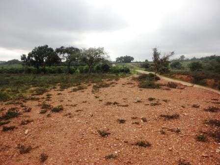 Land Rustic with 14800sqm Alcantarilha Silves - cork oaks