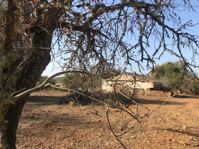 Land Urban with 5360sqm Tunes Silves - electricity, water