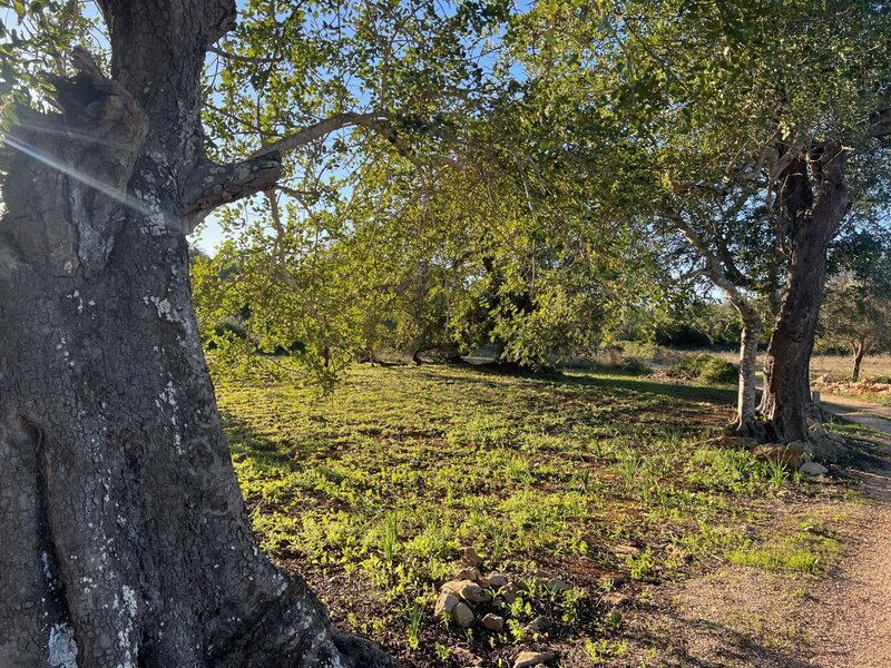 Land Rustic with 2900sqm Vale da Vaca Boliqueime Loulé - electricity, olive trees