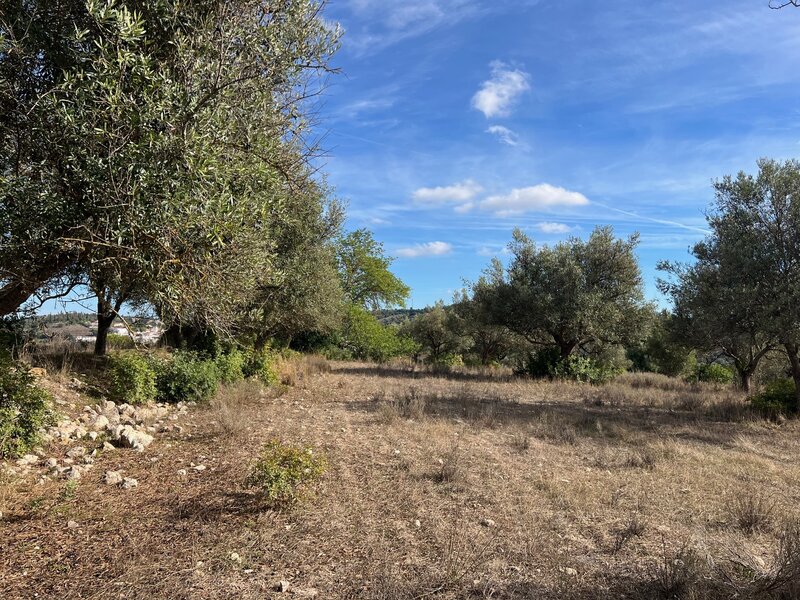 Land Rustic with 10134sqm Purgatório Paderne Albufeira - water, olive trees, electricity, mains water