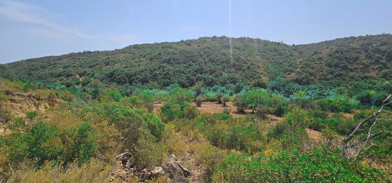 Land Rustic flat Paderne Albufeira - water, olive trees, great location, electricity, solar panels, water hole