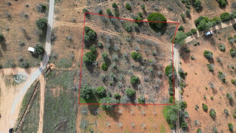 Land Rustic with 3730sqm Guia Albufeira - olive trees