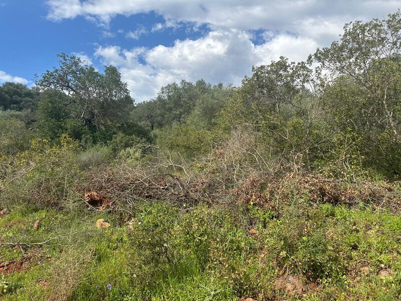 Land with 101040sqm Alferce Monchique - electricity, water