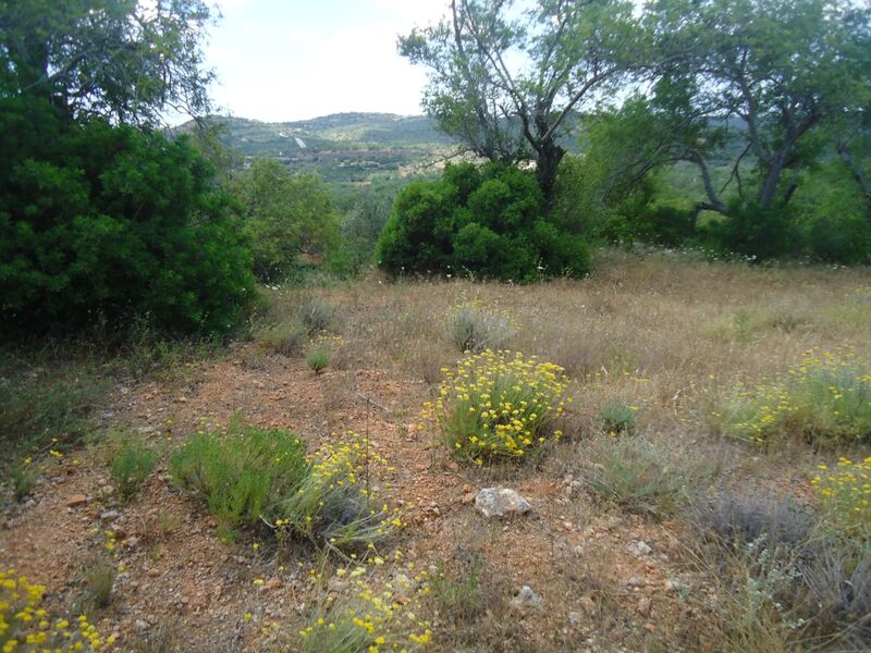 2 440 m²  Land plot in Albufeira