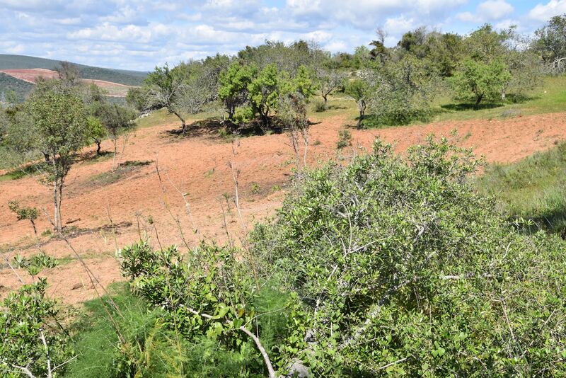 6 440 m²  Land plot in Albufeira