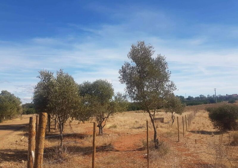 Terreno Rústico com 1960m2 Benaciate São Bartolomeu de Messines Silves - bom acesso, luz, água, oliveiras, poço