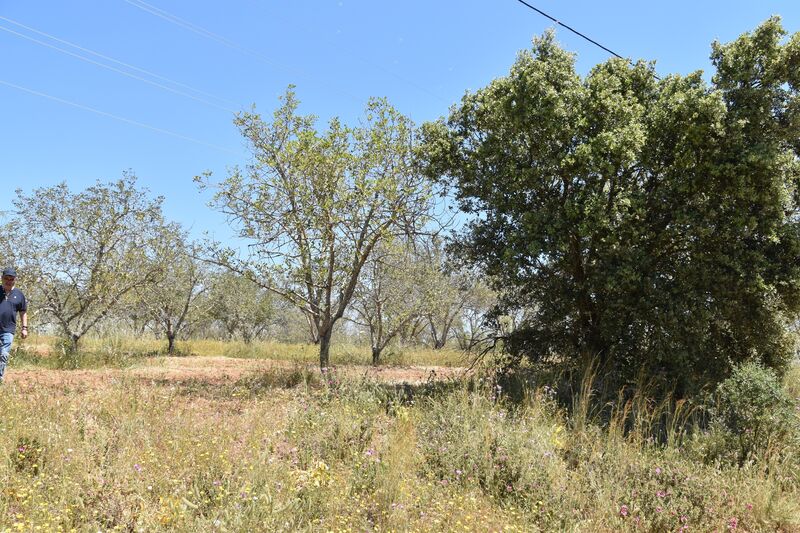 11 000 m²  Land plot in Albufeira