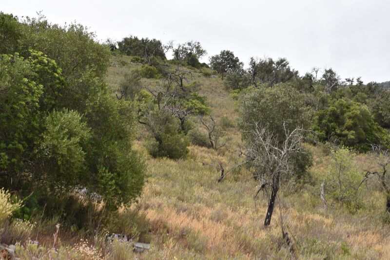 Lote de Terreno com 11 600 m²  em Albufeira