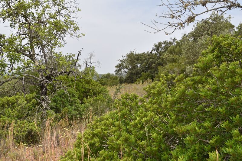 Lote de Terreno com 11 600 m²  em Albufeira