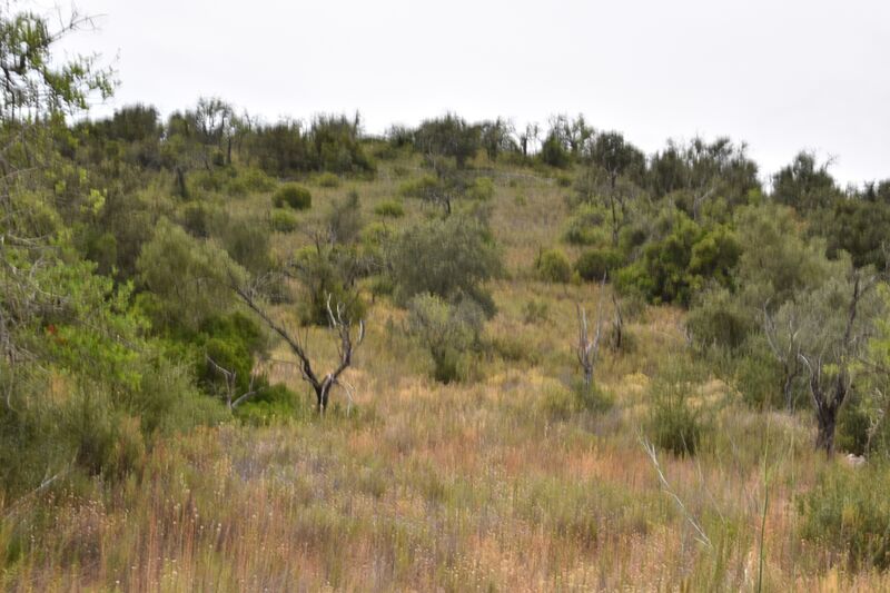 Lote de Terreno com 11 600 m²  em Albufeira