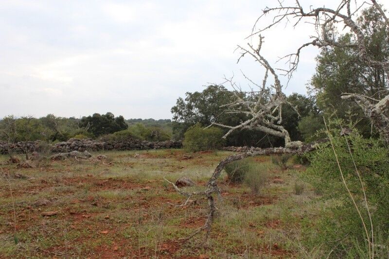 Land Rustic flat Alte Loulé - arable crop, water, water hole