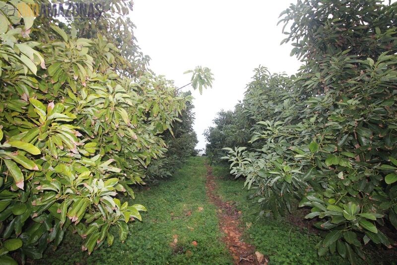 Terreno Agrícola com 11580m2 Silves - electricidade, laranjeiras, poço, bons acessos