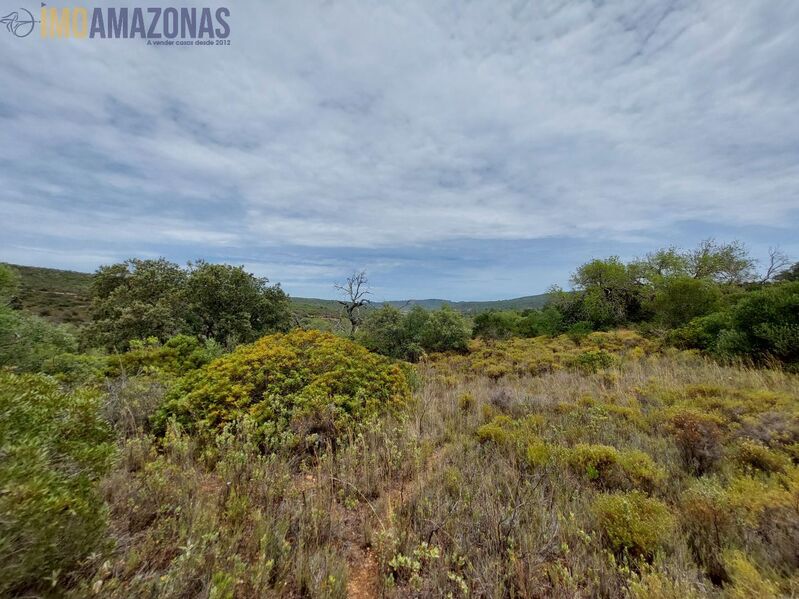 Terreno Rústico com 9770m2 Loulé - oliveiras, cultura arvense