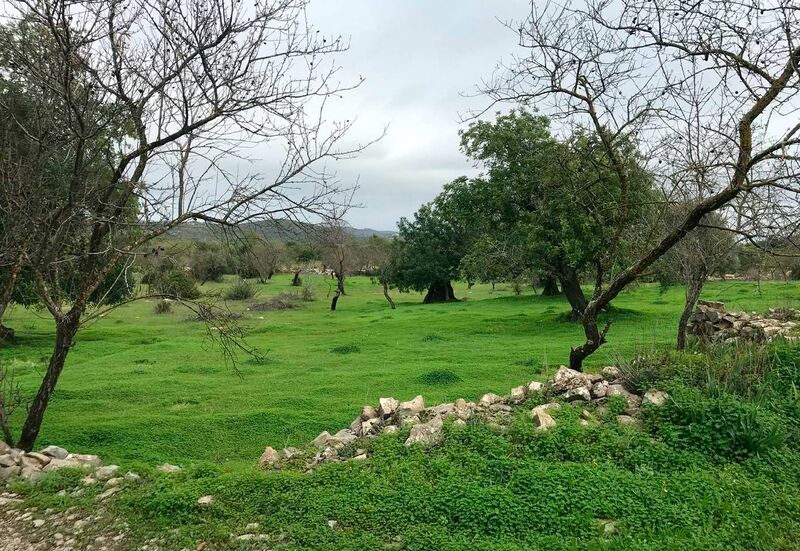 Land with 7000sqm Peral São Brás de Alportel - water, fruit trees, garage, olive trees