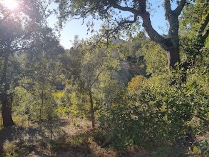 Terreno à venda em Cernache do Bonjardim, Nesperal e Palhais, Sertã RE/MAX Portugal
