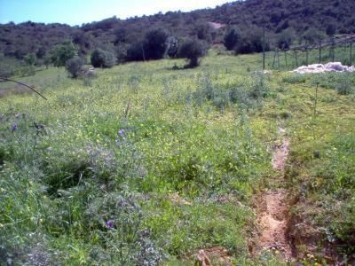 Land Agricultural with 4000sqm Faro