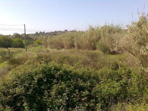 Land Rustic with 3400sqm Olhão - construction viability
