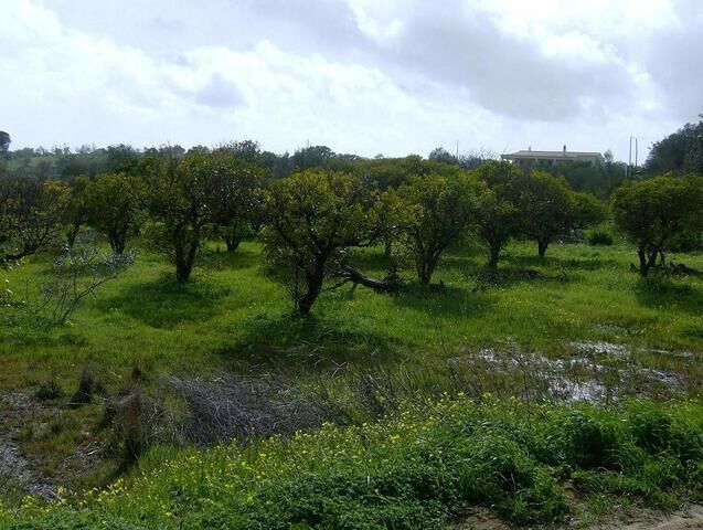 Terreno com 10848m2 Quelfes Olhão