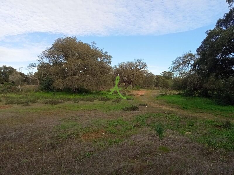 Land Rustic with 800sqm Silves - electricity, well, olive trees